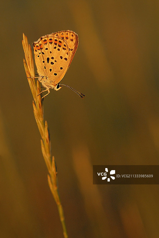 草地上的一只煤灰铜色蝴蝶，法国奥弗涅图片素材
