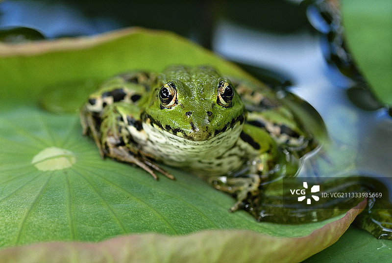 法国的荷叶上的绿青蛙图片素材