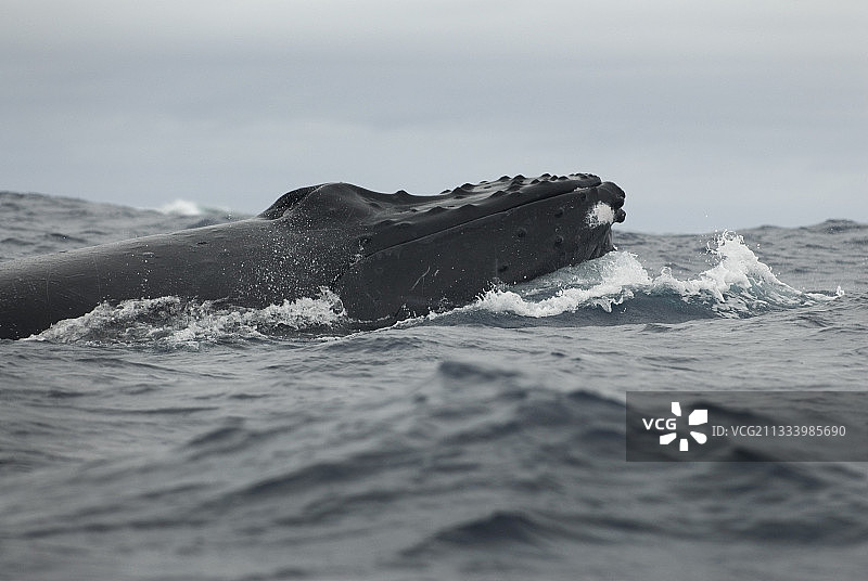 南太平洋中游泳的座头鲸头部图片素材