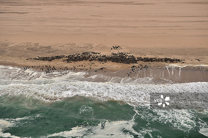 纳米布-诺克卢夫特国家公园海岸上的非洲-澳大利亚毛皮海狮图片素材