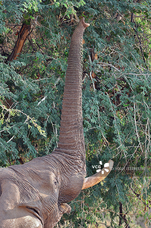 非洲象在纳米比亚沙漠中高举象鼻图片素材