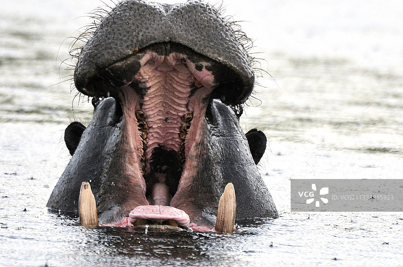 博茨瓦纳奥卡万戈三角洲，河马在水中打哈欠图片素材