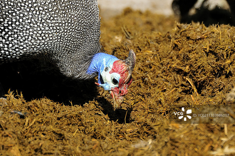 珍珠鸡在博茨瓦纳莫雷米吃大象粪便图片素材