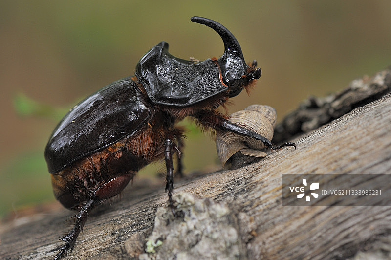 树桩上的犀牛甲虫和蜗牛，法国图片素材