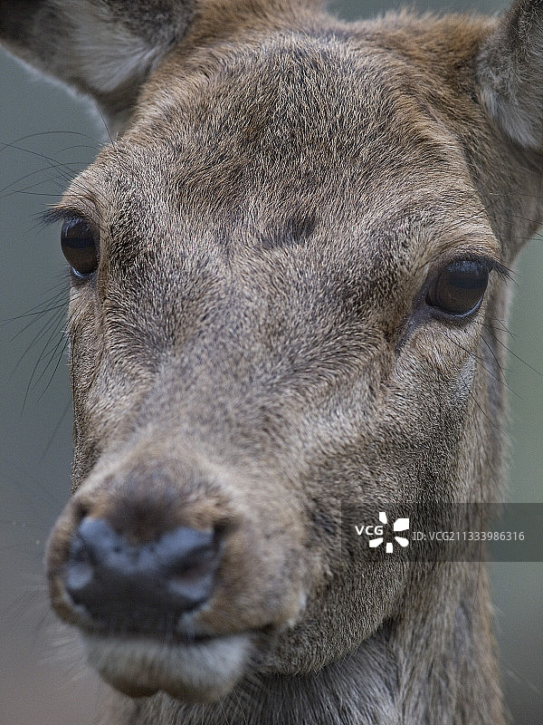 冬季法国红鹿的肖像图片素材