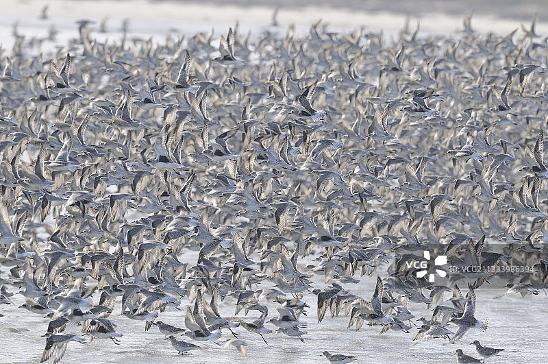 黑腹滨鹬在水面上空飞行图片素材