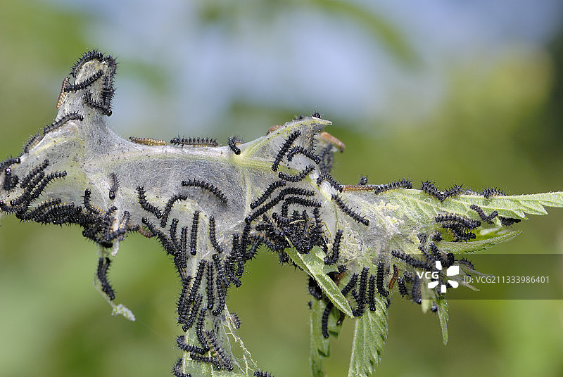 荨麻上的坎伯韦尔美人毛毛虫（法国）图片素材