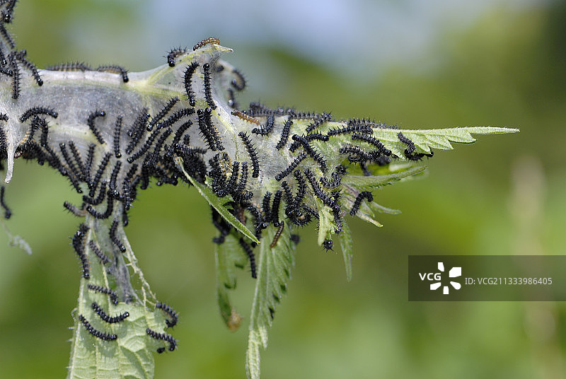 荨麻上的坎伯韦尔美人毛毛虫（法国）图片素材