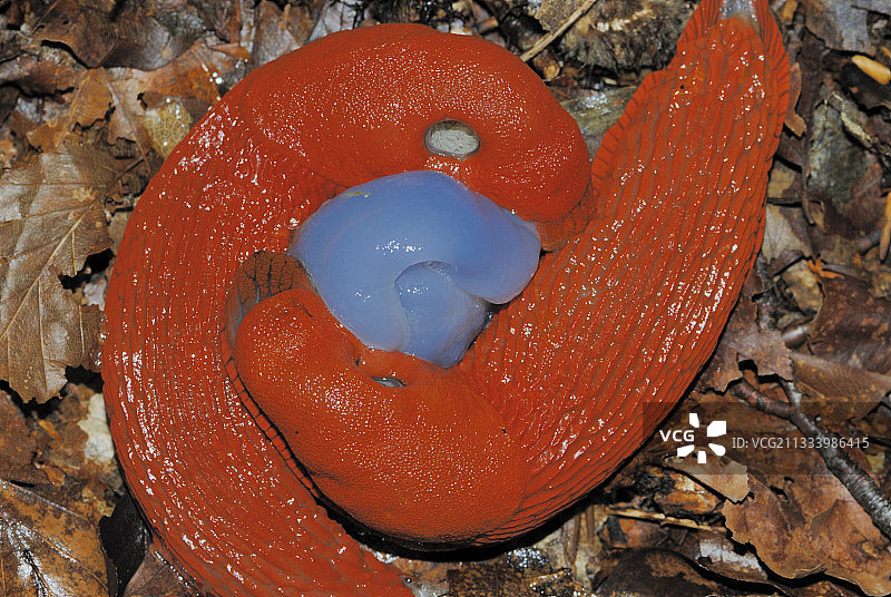 巧克力蛞蝓交配，法国图片素材