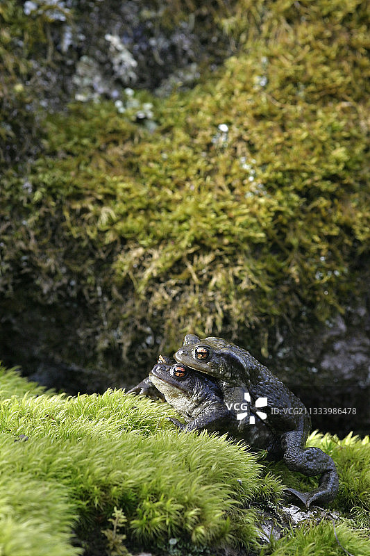 法国中部的普通蟾蜍交配图片素材