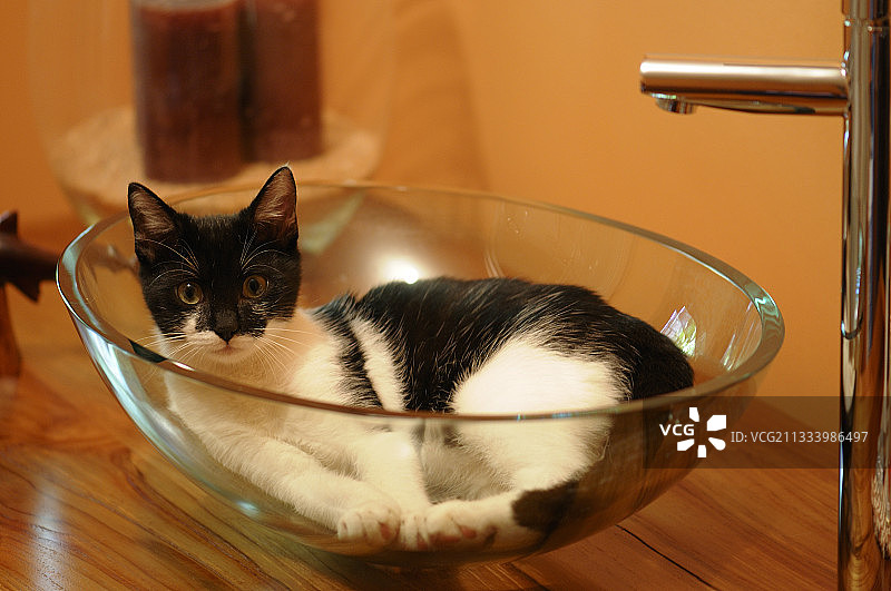 在法国浴室的盆子里的黑白小猫图片素材