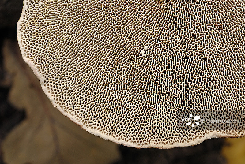 泛红的支架，瓦兹河谷，法国图片素材