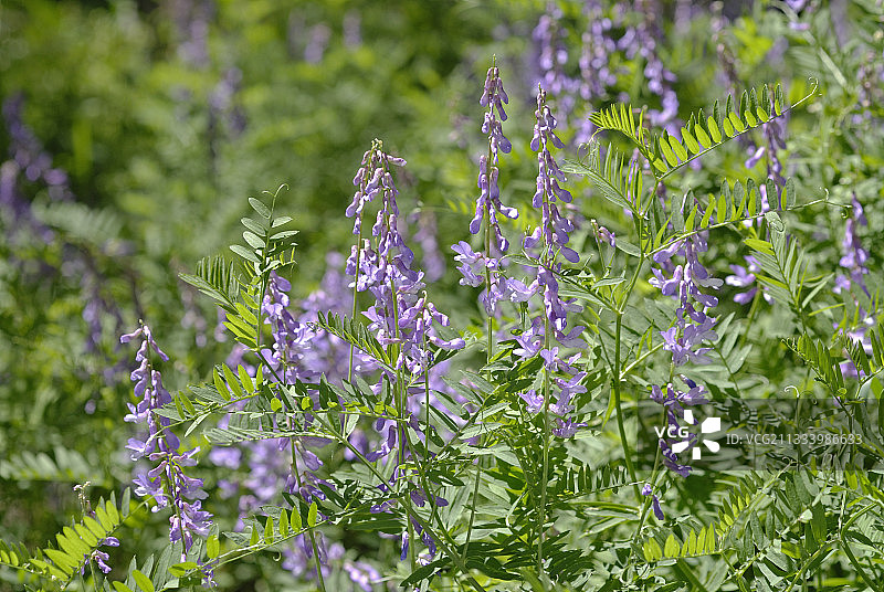 法国夏季开花的野豌豆图片素材