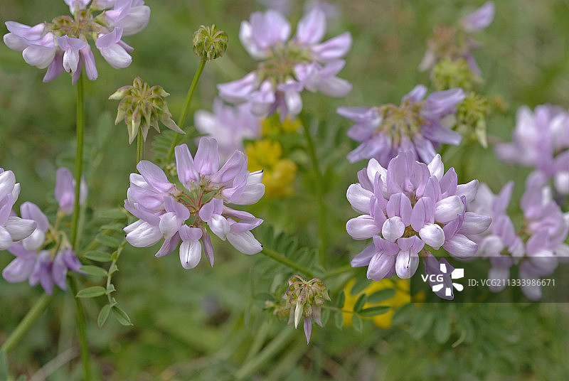 法国阿尔卑斯山脉的紫云英花图片素材