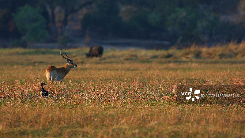 距翅雁、莱科河羚和非洲水牛，乔贝奥卡万戈三角洲图片素材