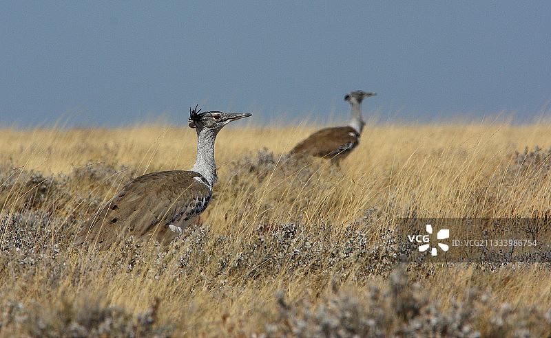 一对柯利鸨在埃托沙纳米比亚稀树草原图片素材