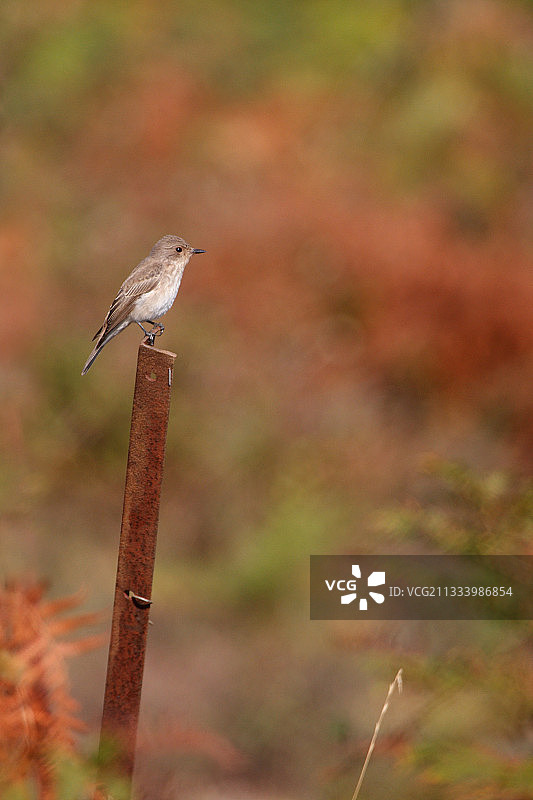 科西嘉岛栗树林上的斑鹟图片素材