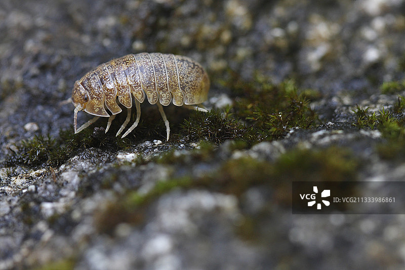 圣安东尼科西嘉岛苔藓森林中的阿塞莱图片素材