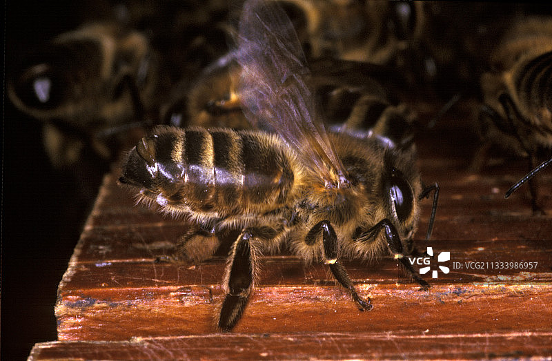 蜜蜂在法国蜂巢通风图片素材