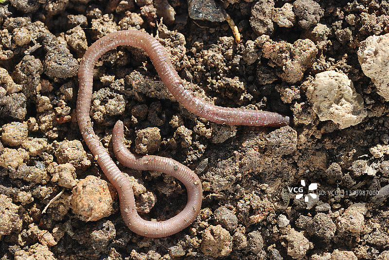法国土地上的蚯蚓图片素材