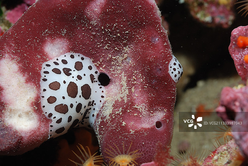 法国卡西斯地中海的道里斯达尔马提亚石灰岩峡湾图片素材
