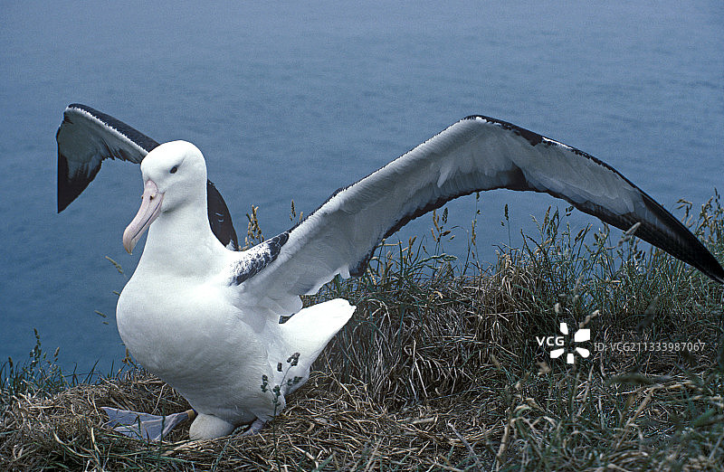 展翅飞翔的皇家信天翁，新西兰图片素材