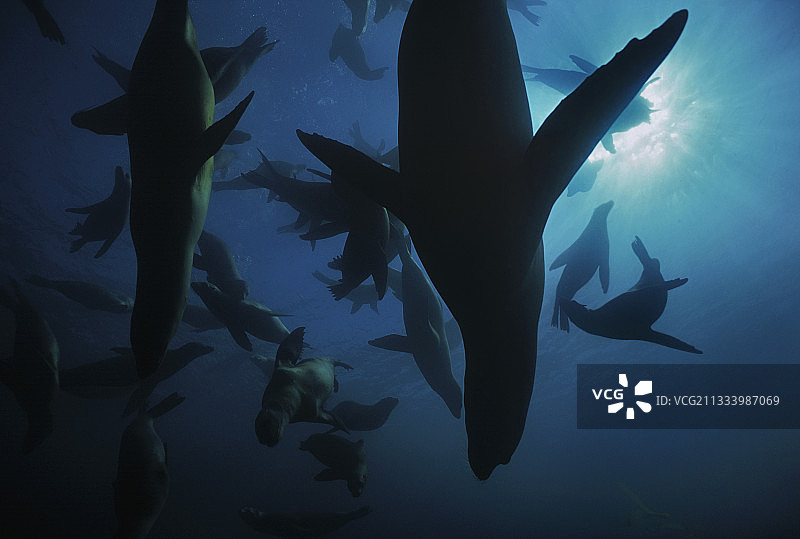 加利福尼亚海狮（阿纳卡帕岛，加利福尼亚州，太平洋）图片素材