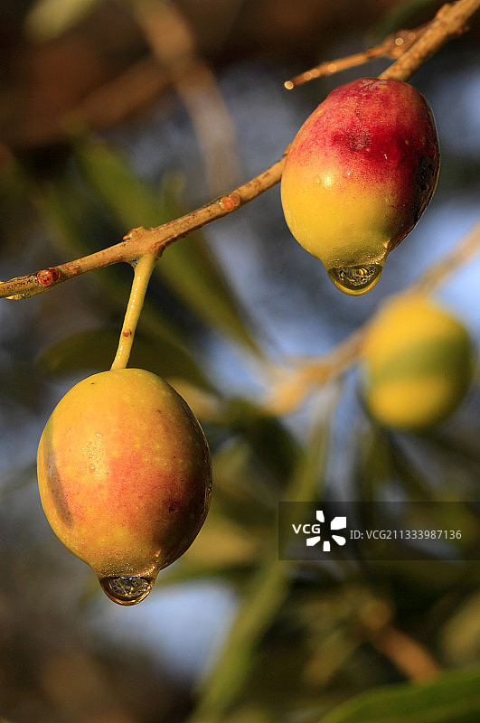 法国十月雨后的成熟橄榄图片素材