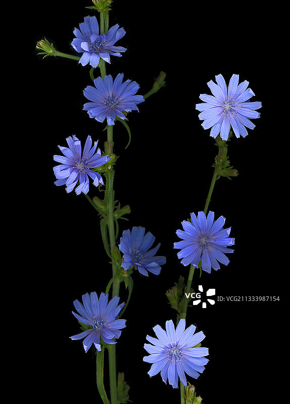 沃克吕兹夏季的菊苣花图片素材