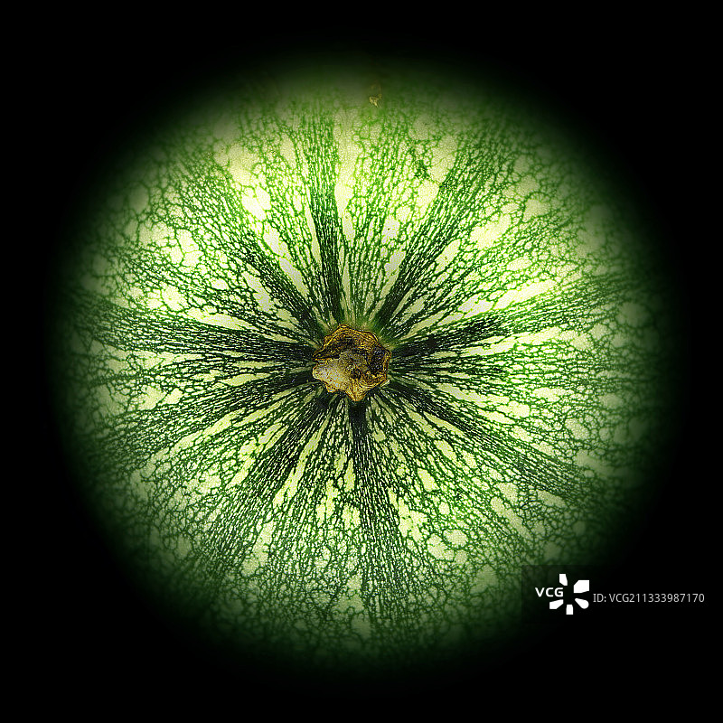 七月沃克吕兹的西葫芦图片素材