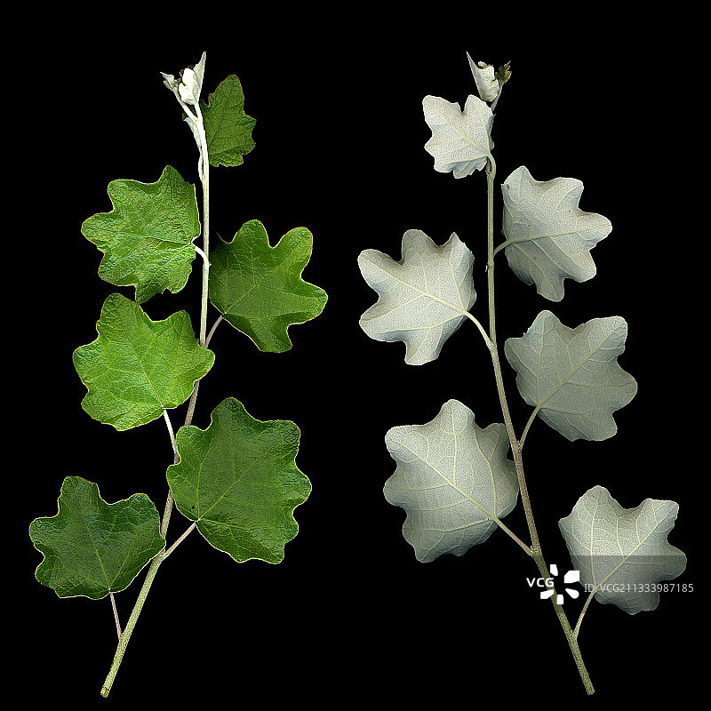 沃克吕兹省的白杨嫩芽图片素材