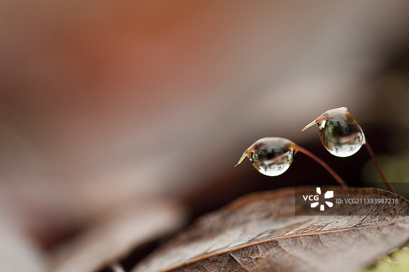 寒冷潮湿的环境有利于孢子体的生长，孢子将通过风传播图片素材
