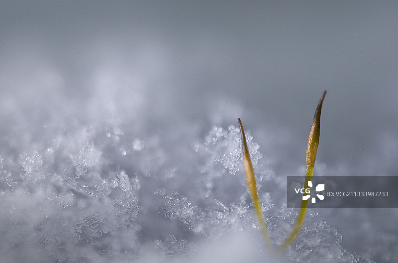 树干上的苔藓图片素材