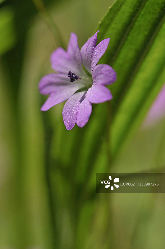 车窗上手戴结婚戒指的女人图片素材