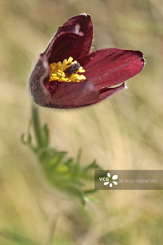 法国上卢瓦尔省春天的白头翁花图片素材