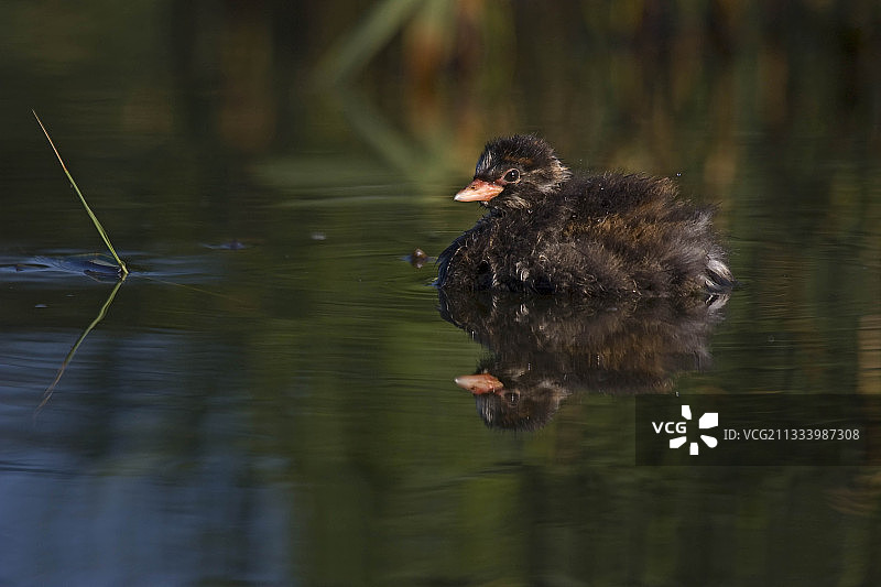 小䴙䴘在法国栋布地区游泳图片素材