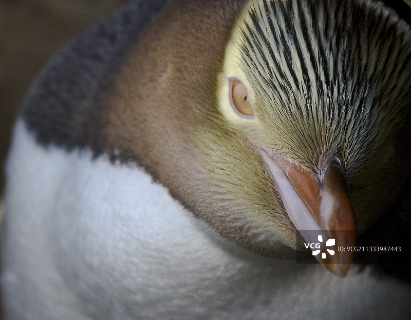 新西兰黄眼企鹅肖像图片素材