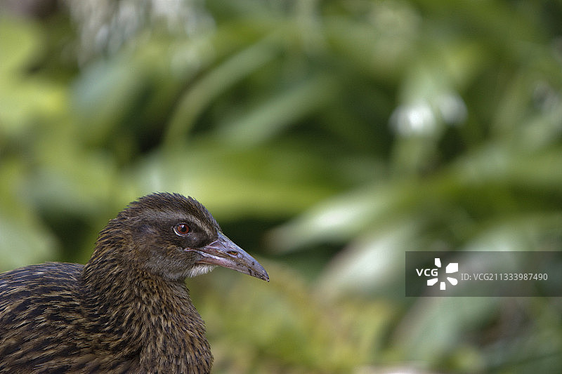 新西兰秧鸡肖像图片素材