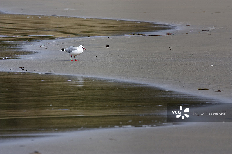 新西兰沙滩上的银鸥图片素材