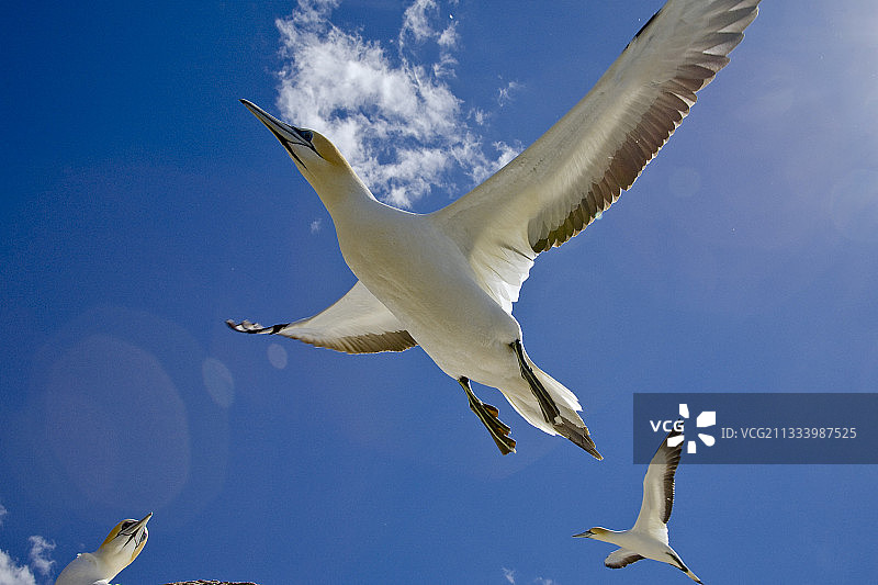 新西兰飞翔的澳洲塘鹅图片素材