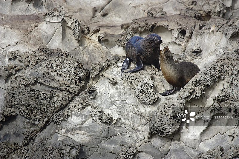 新西兰岩石中的两只新西兰海狗图片素材
