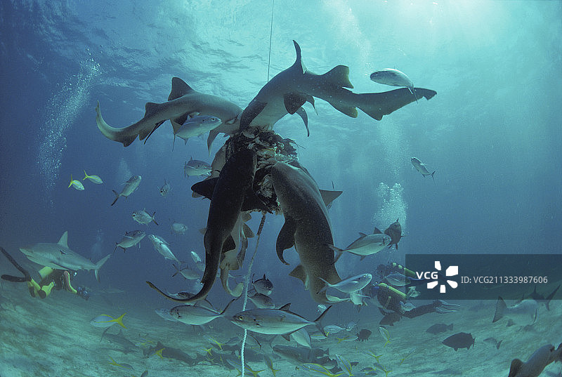 鲨鱼以诱饵为食，周围有成群的鲨鱼和珊瑚鱼图片素材