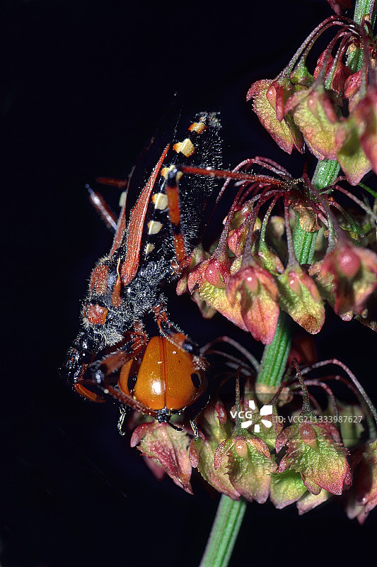 猎蝽在酢浆草上吃瓢虫图片素材