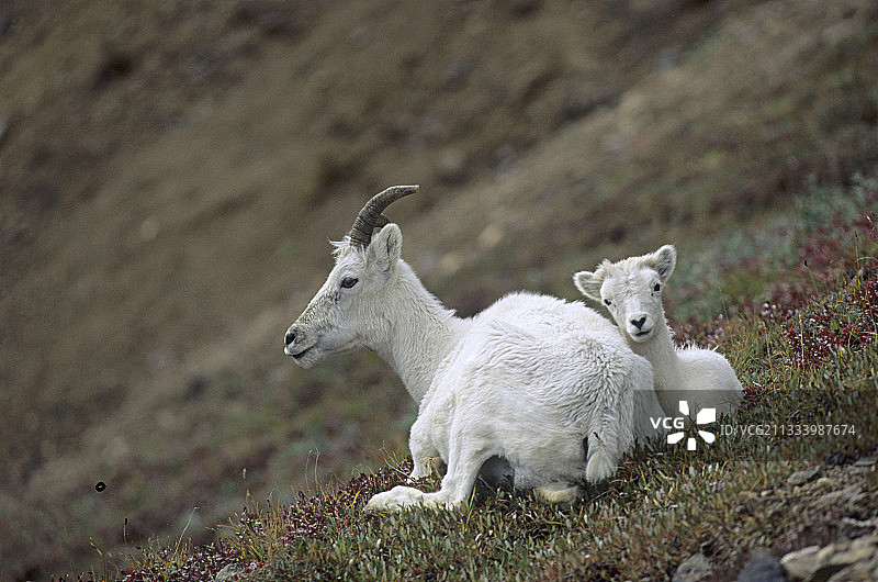 阿拉斯加的道尔绵羊及其幼崽图片素材