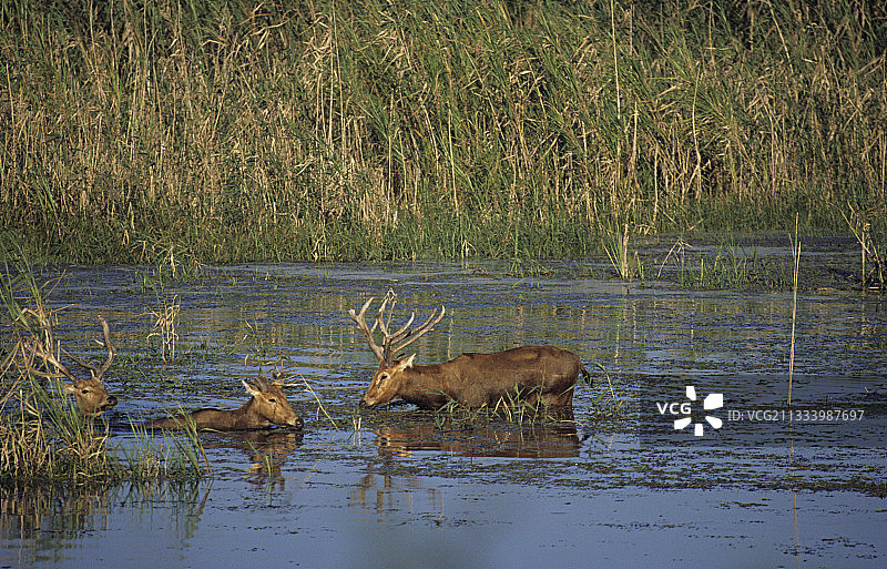 中国水域中的麋鹿图片素材