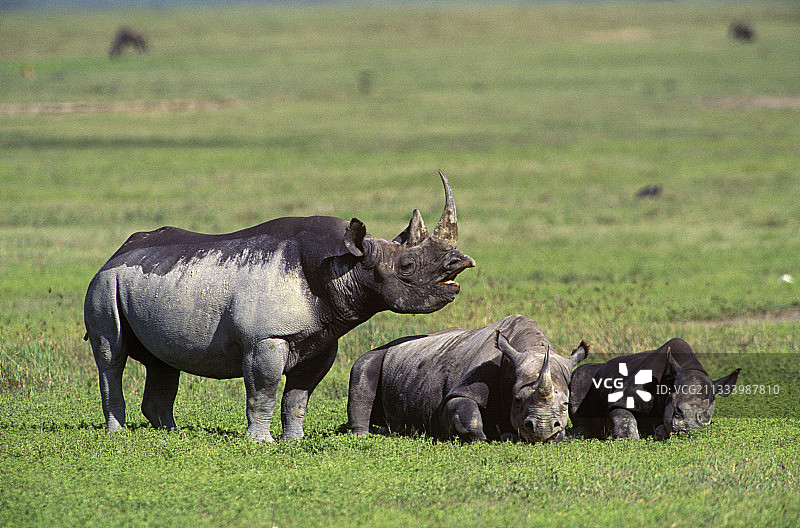 19个月大的小牛图片素材