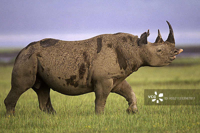 发情期中的雄性黑犀牛，位于肯尼亚纳库鲁湖图片素材
