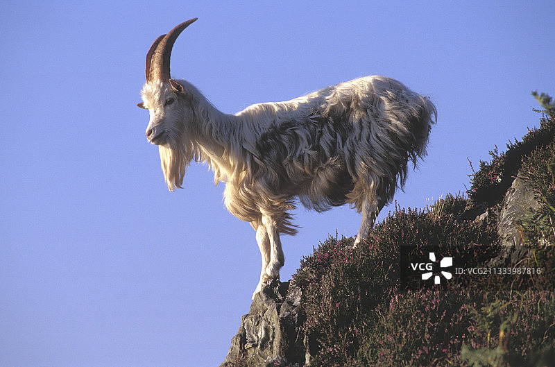 英国苏格兰金泰尔半岛卡拉代尔湾的野生山羊图片素材