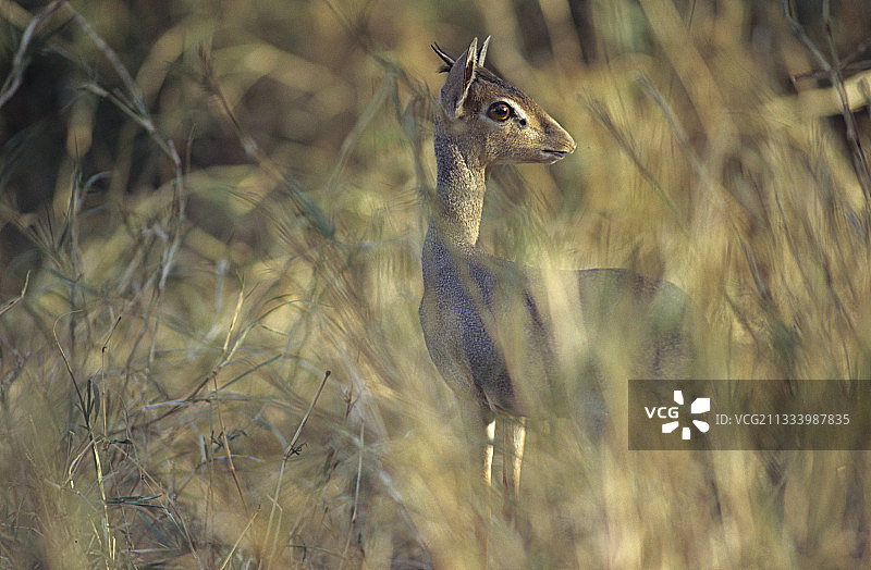 根氏小羚羊图片素材