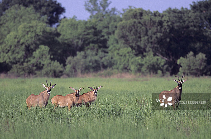 成群的紫羚图片素材